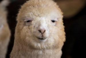 Alpaca Huacaya Close-up