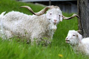 France, Haut Rhin, Wasserburg, The Chevrotiere, farming and tailoring fabrics or knit mohair, Angora Goat, mother and young, grazing, spring