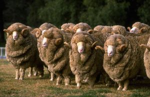 Flock of Merino Rams