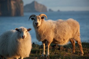 Islandijos avys. Christopher Herwig photo